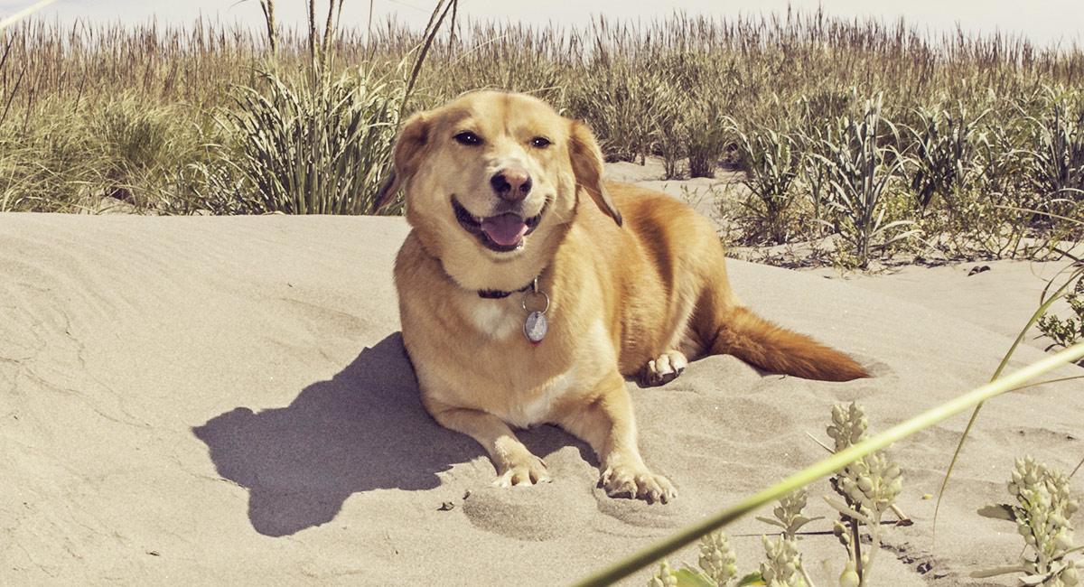 Corgi Lab Mix - A Complete Guide To The 