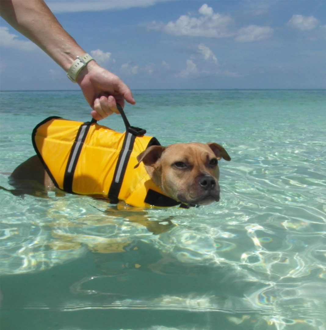 Dog Life Jackets Choosing The Right One For Your Pup