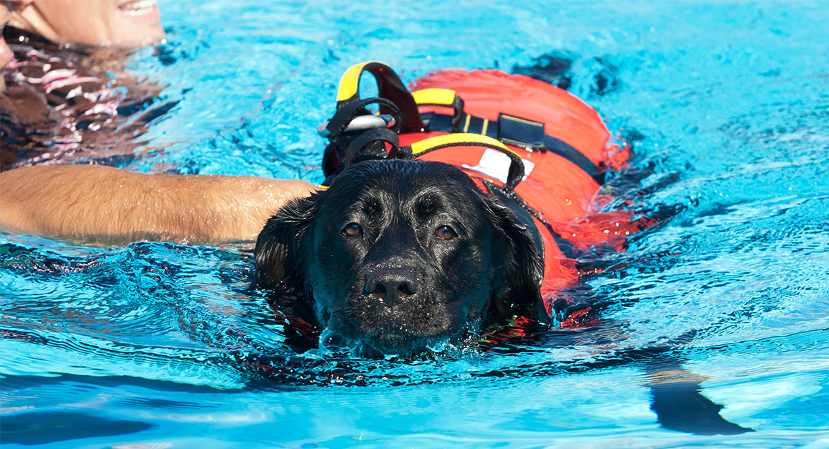 dog swimming life jackets