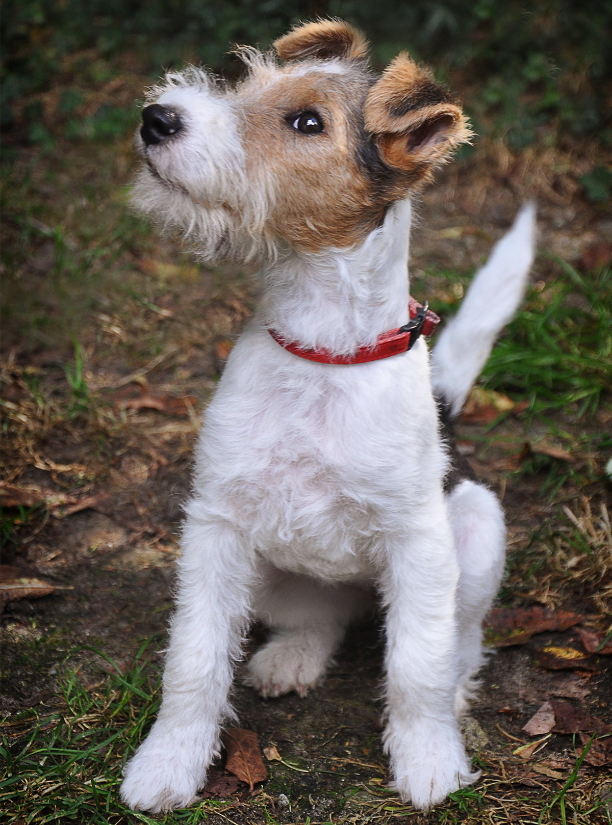 wire haired rat terrier