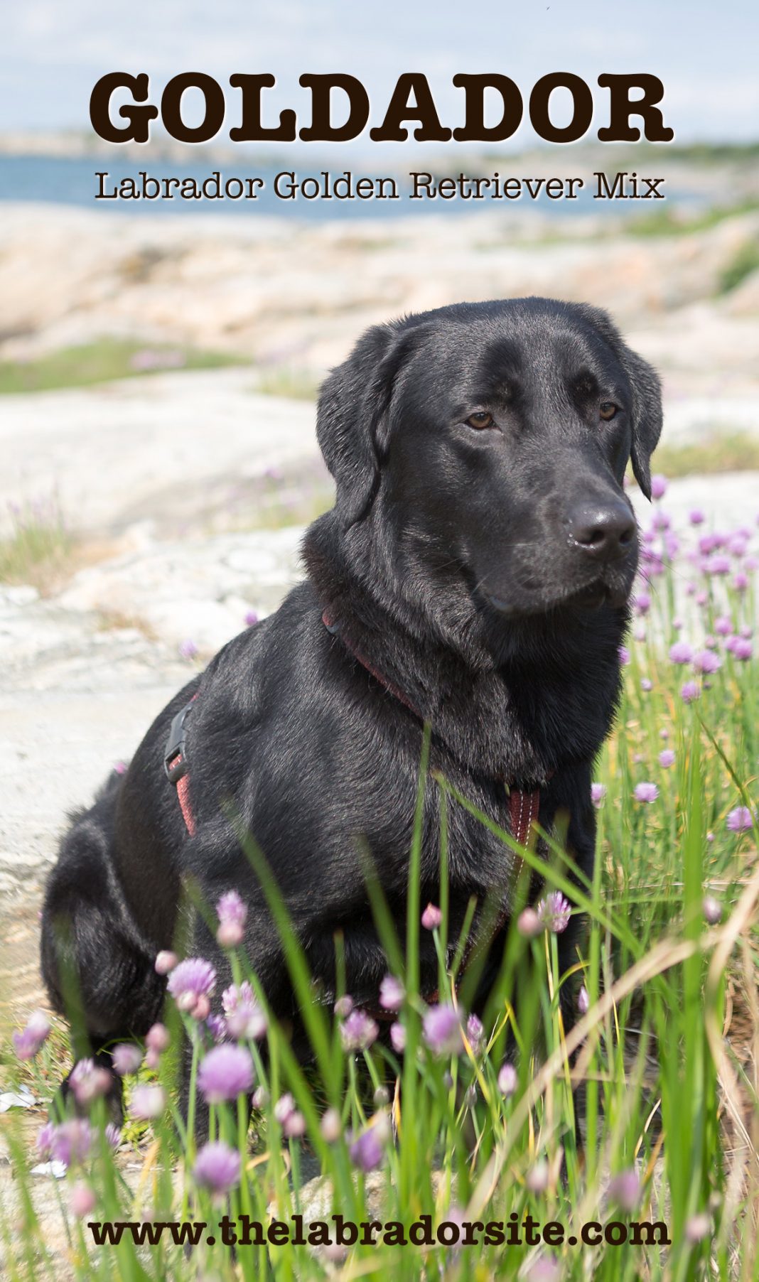 Goldador Dog - A Complete Guide To The Golden Retriever Lab Mix