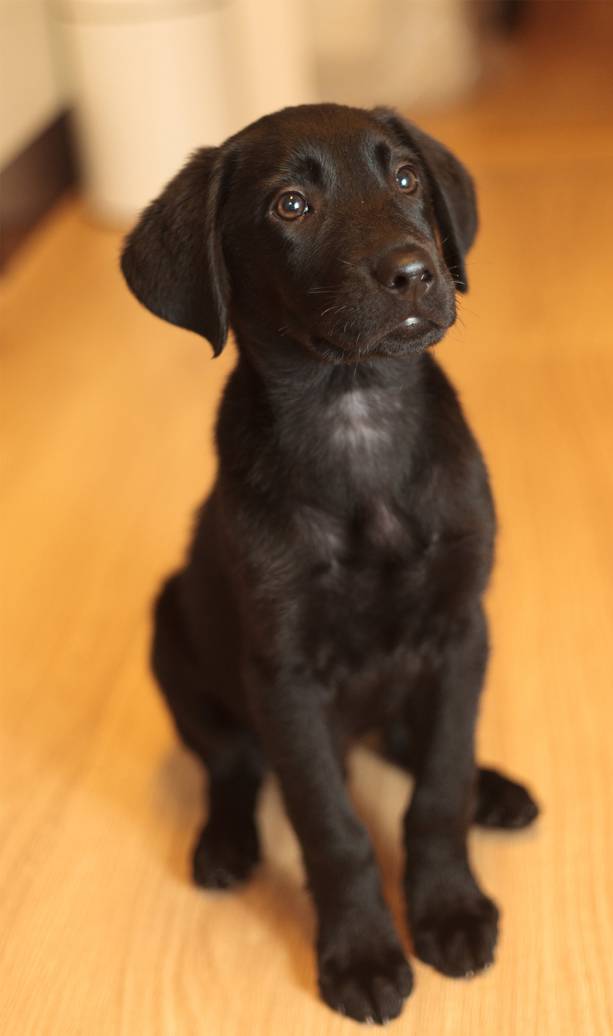 lab and retriever mix puppies