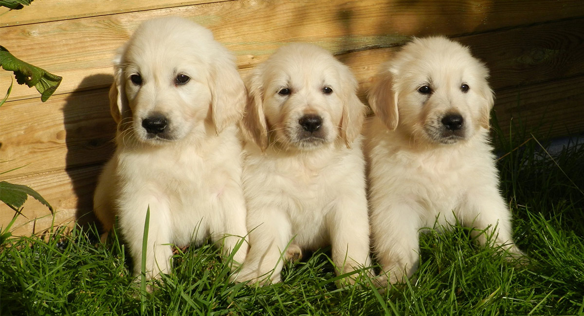 golden retriever puppies and labrador puppies