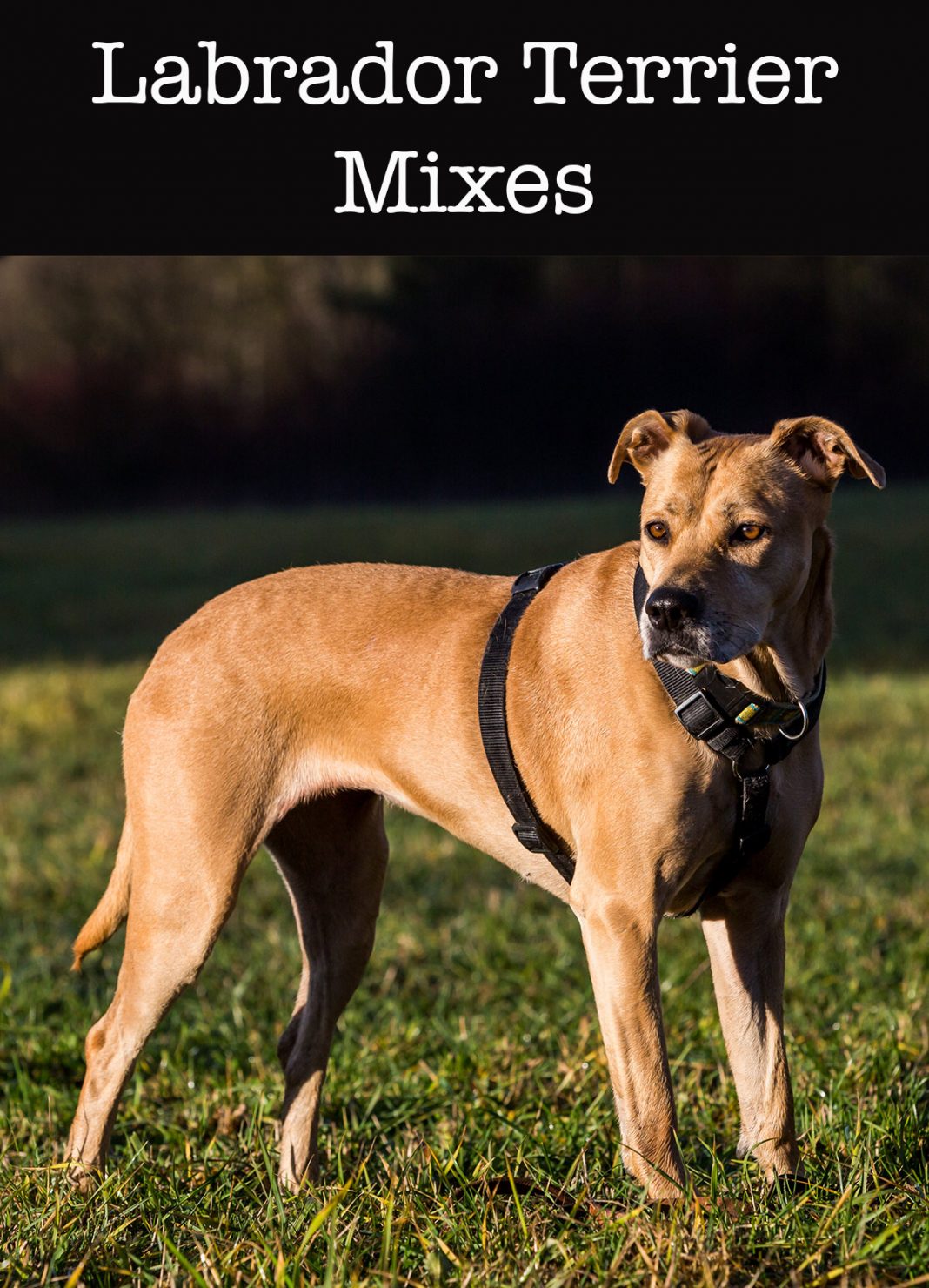 Lab Terrier Mix - What To Expect From This Diverse Cross