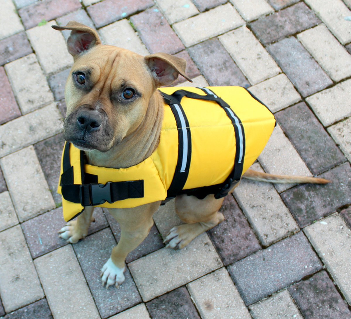 dog harness life jacket