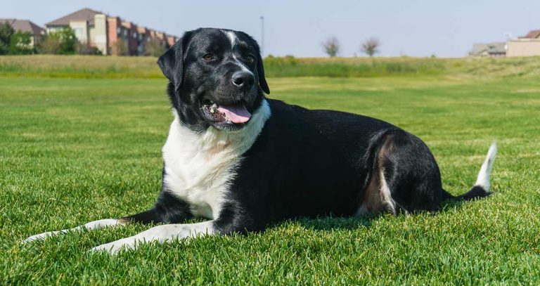 mixed breed dog