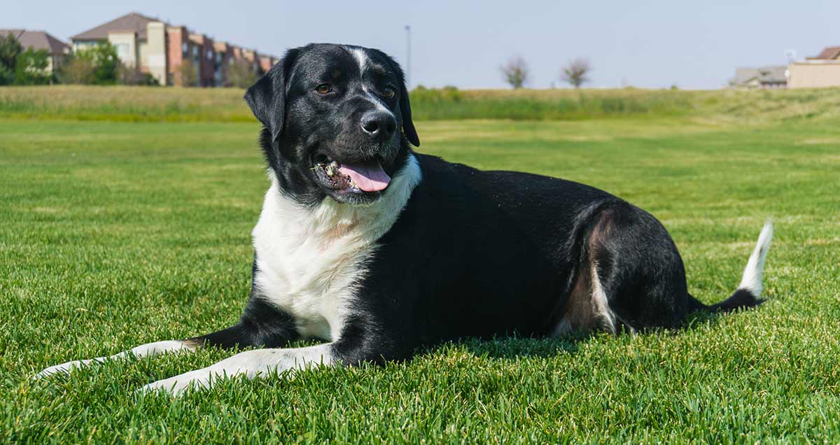 healthiest mixed breed dogs