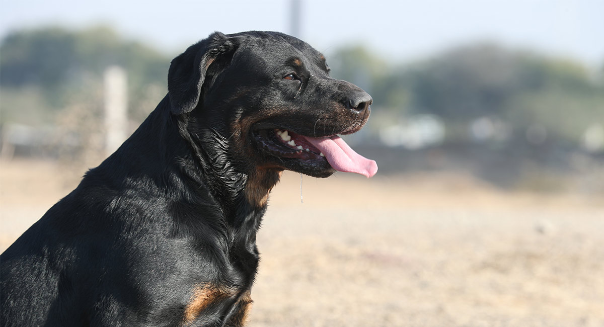 trained rottweiler puppies for sale