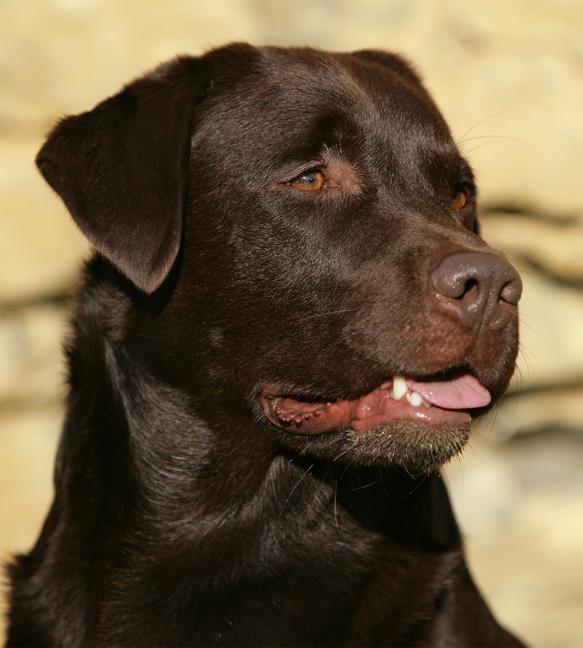 Tough Dog Names - Scary, Fierce, Strong, Guard Dog Inspired Ideas