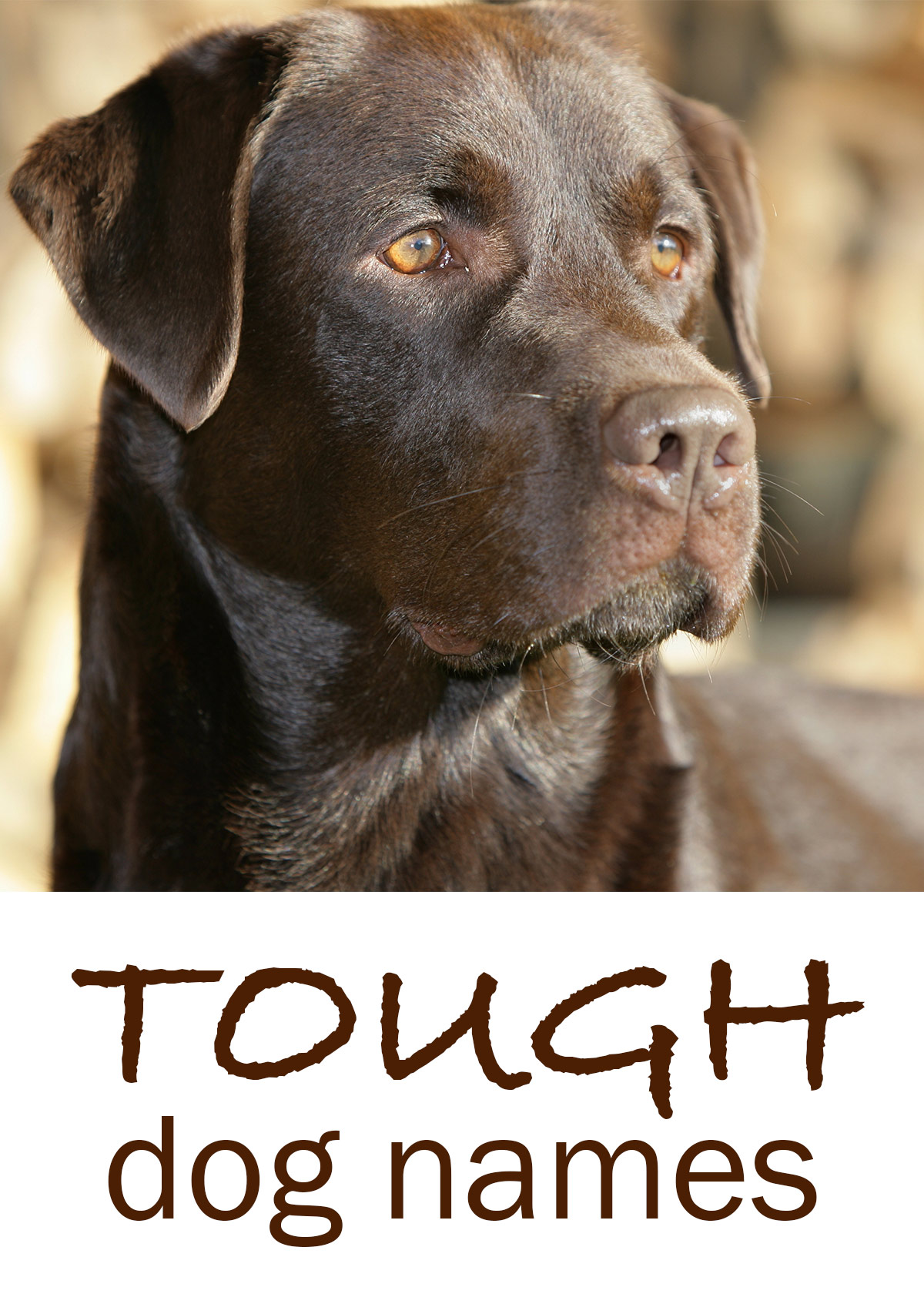 Tough Dog Names - Scary, Fierce, Strong, Guard Dog Inspired Ideas