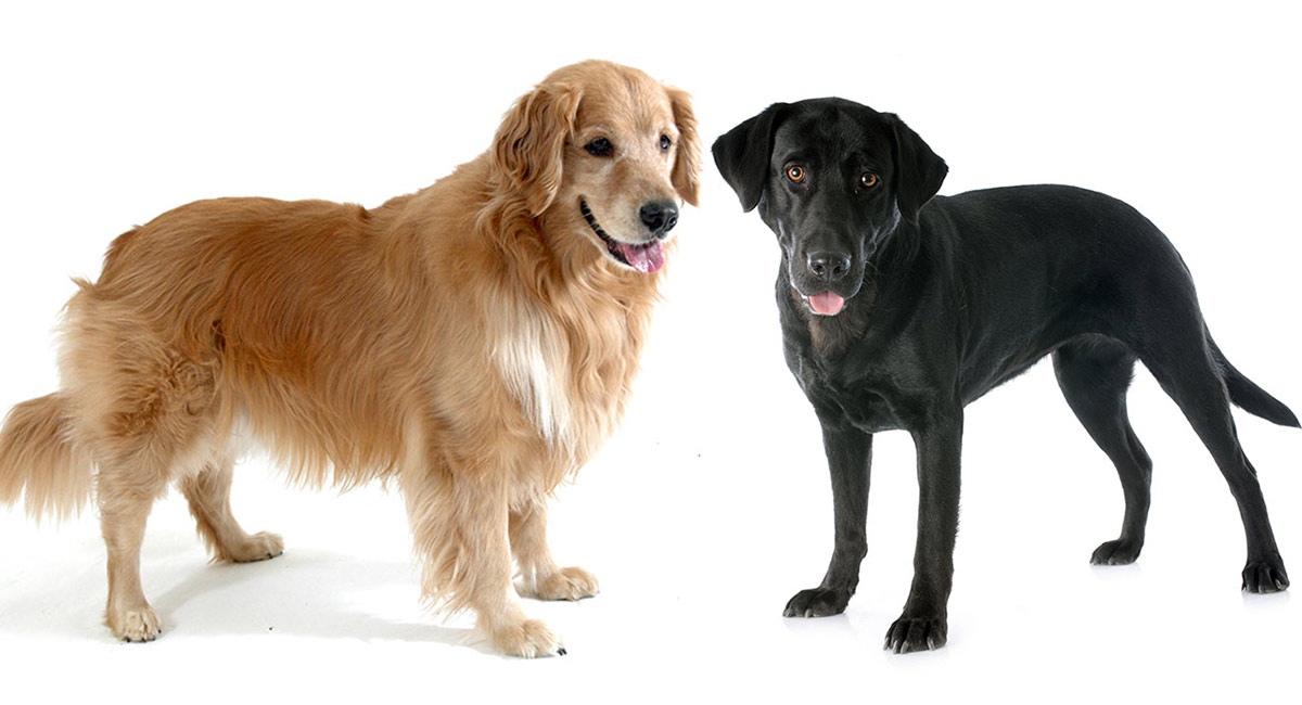 Golden Retriever vs Labrador - Which Is 