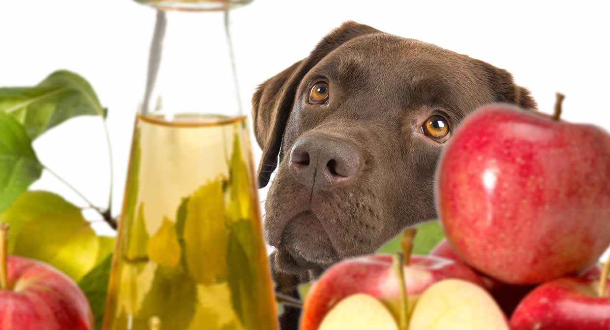 apple cider vinegar to stop dog chewing