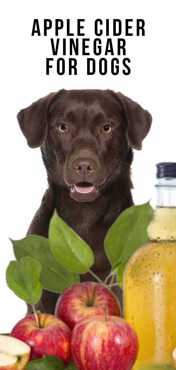 apple cider vinegar to stop dog chewing
