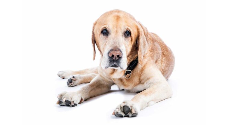 glucosamine for dogs