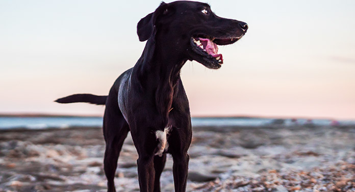 pitbull greyhound mix black