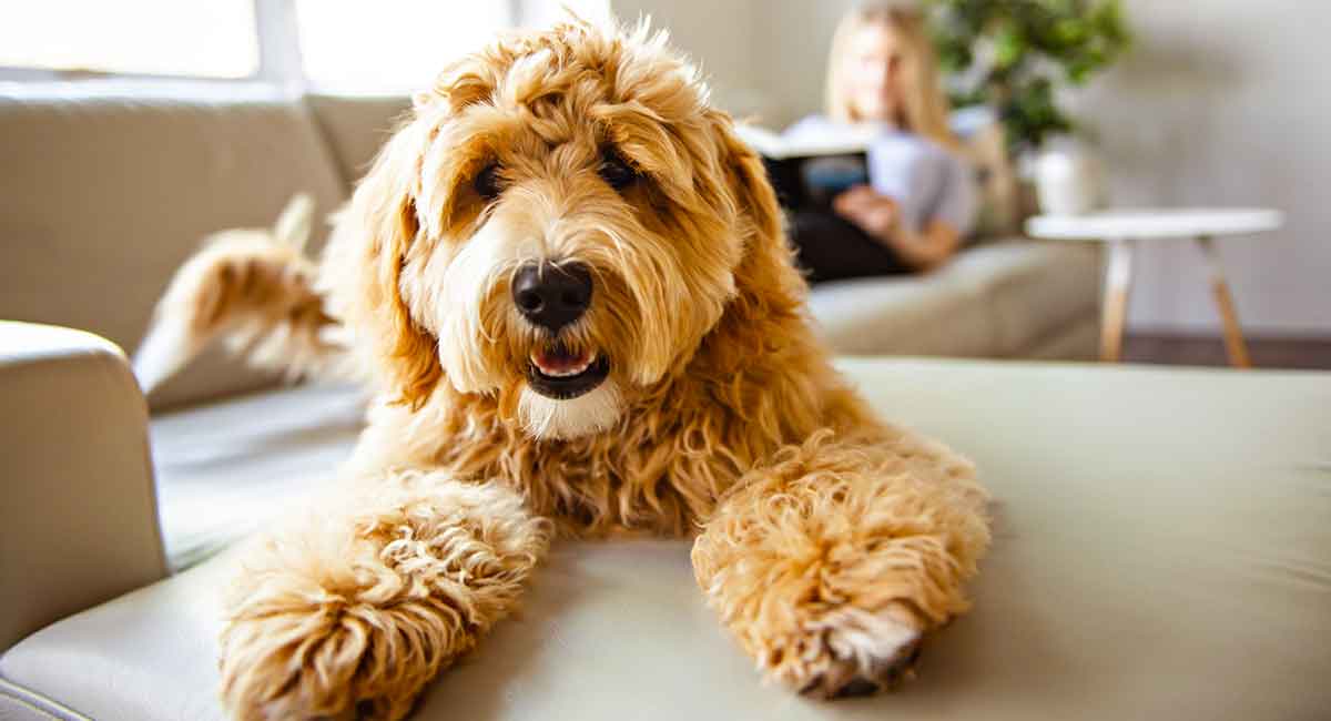 Labradoodle Dog Breed Information - A 
