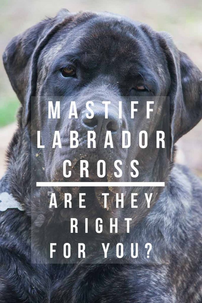 Mastiff Lab Mix Breed Information - A Guide To The Mastador Dog