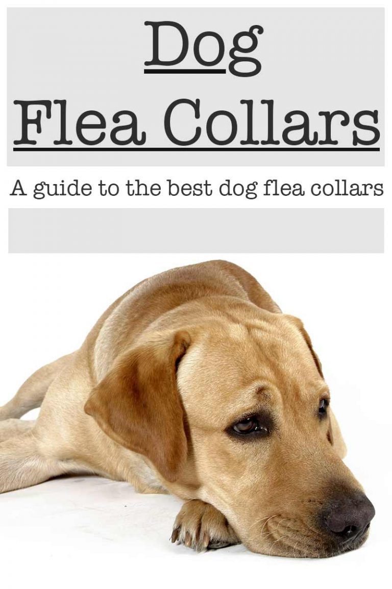 What Are The Best Flea Collars For Dogs? Find Out Here!