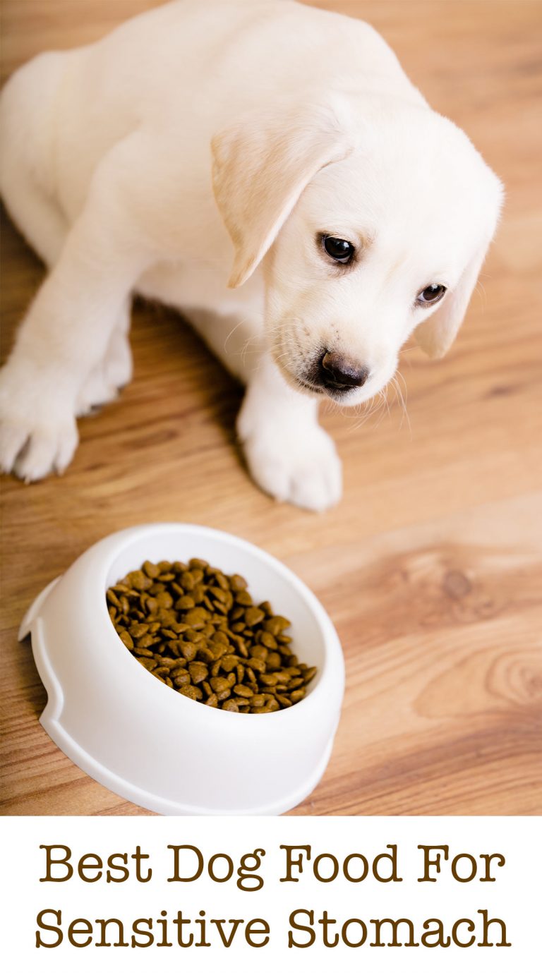 What Is The Best Food For Dogs With Sensitive Stomach at Matthew Neal blog