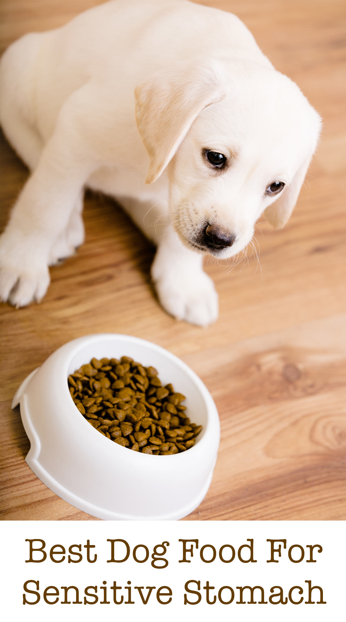 best dog biscuits for sensitive stomachs