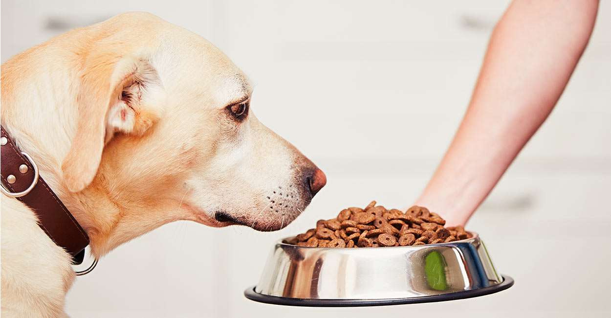 best dry dog food for weight loss