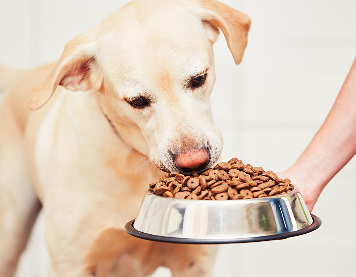 best dog food for sensitive stomach and diarrhea uk
