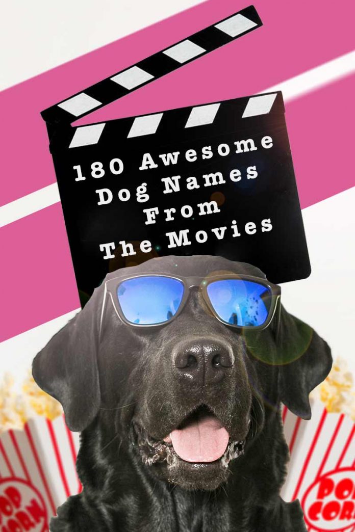 180 Awesome Dog Names From Movies From Characters To Actors