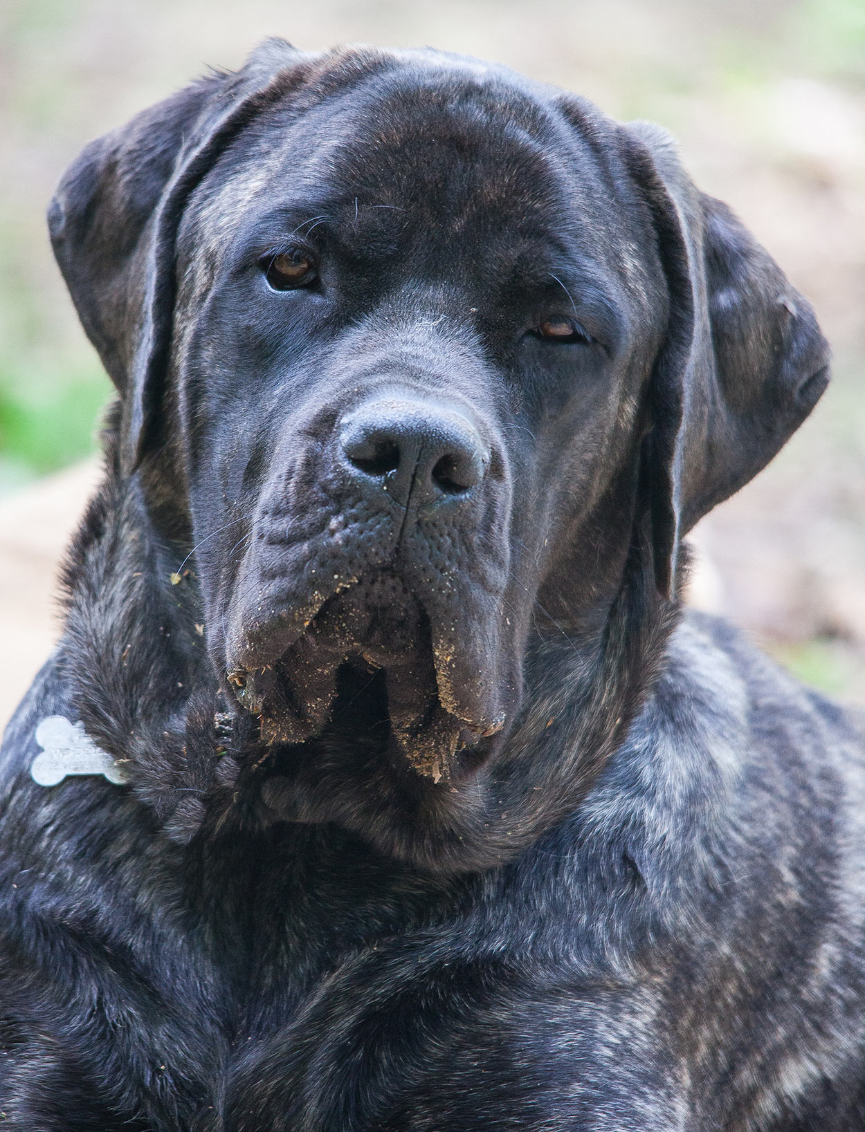 English Mastiff Dog Price