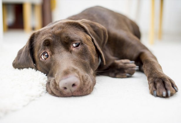 Hydrogen Peroxide For Dogs Ears, Wounds, Tear Stains Or Inducing Vomit