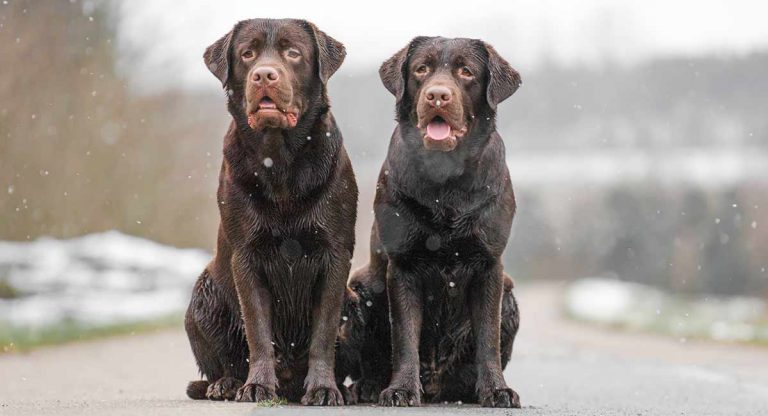 two chocolate labs