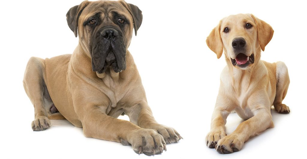 Mastiff Lab Mix Breed Information A Guide To The Mastador Dog