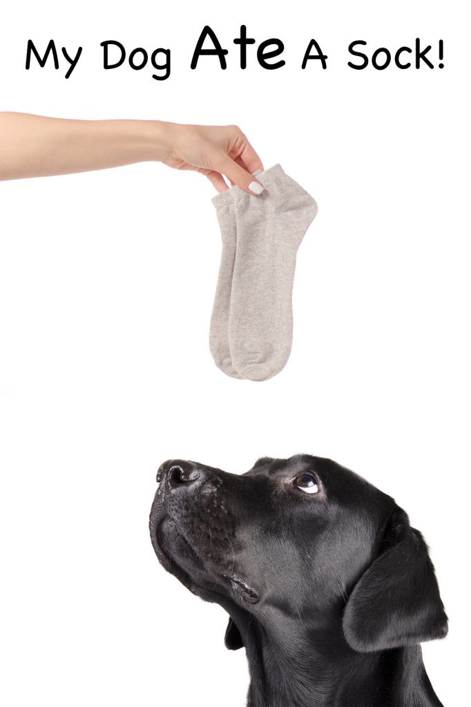 My Dog Ate A Sock What To Do And What Happens Next...