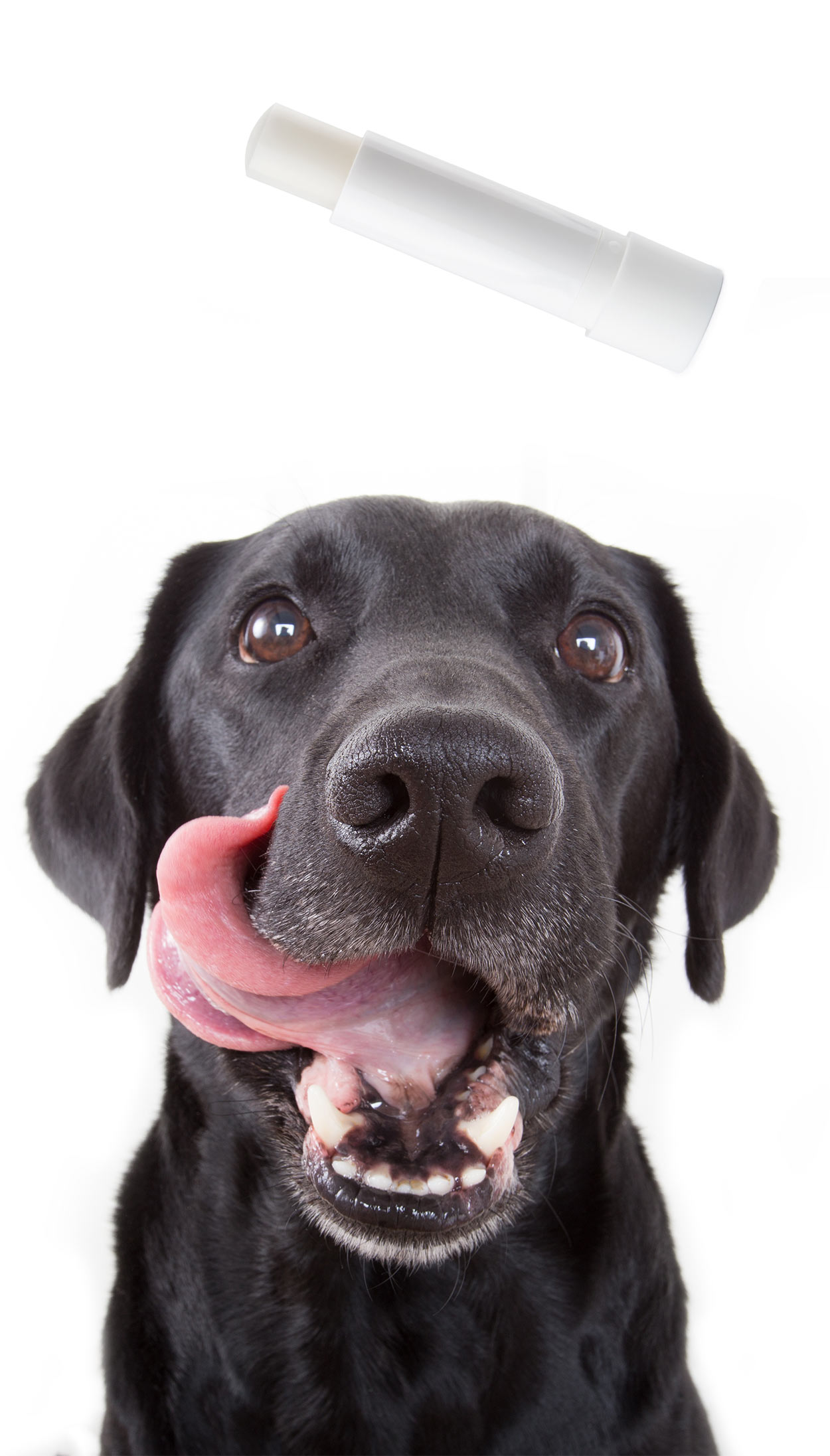 is menthol dangerous for dogs