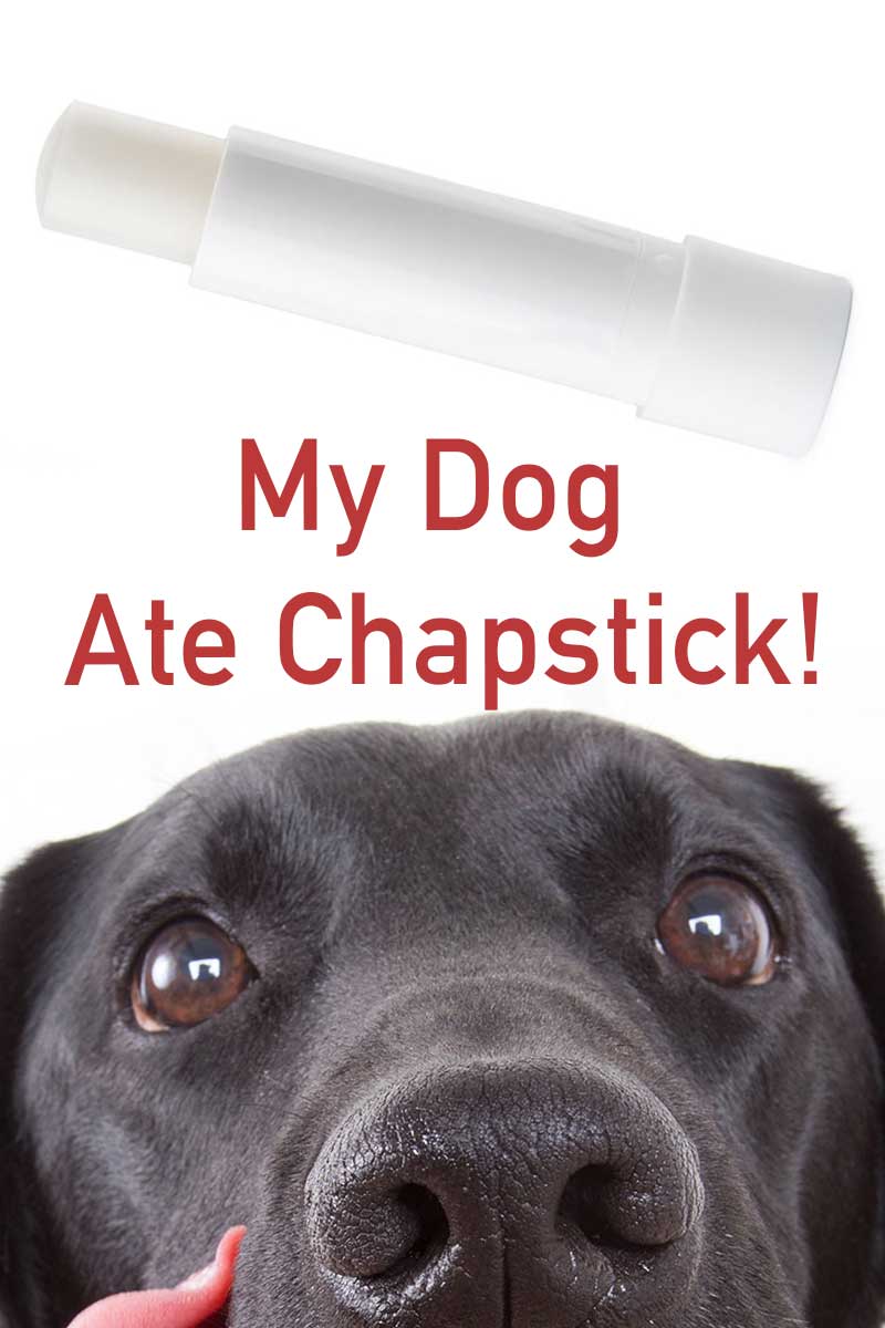 can chapstick make a dog sick