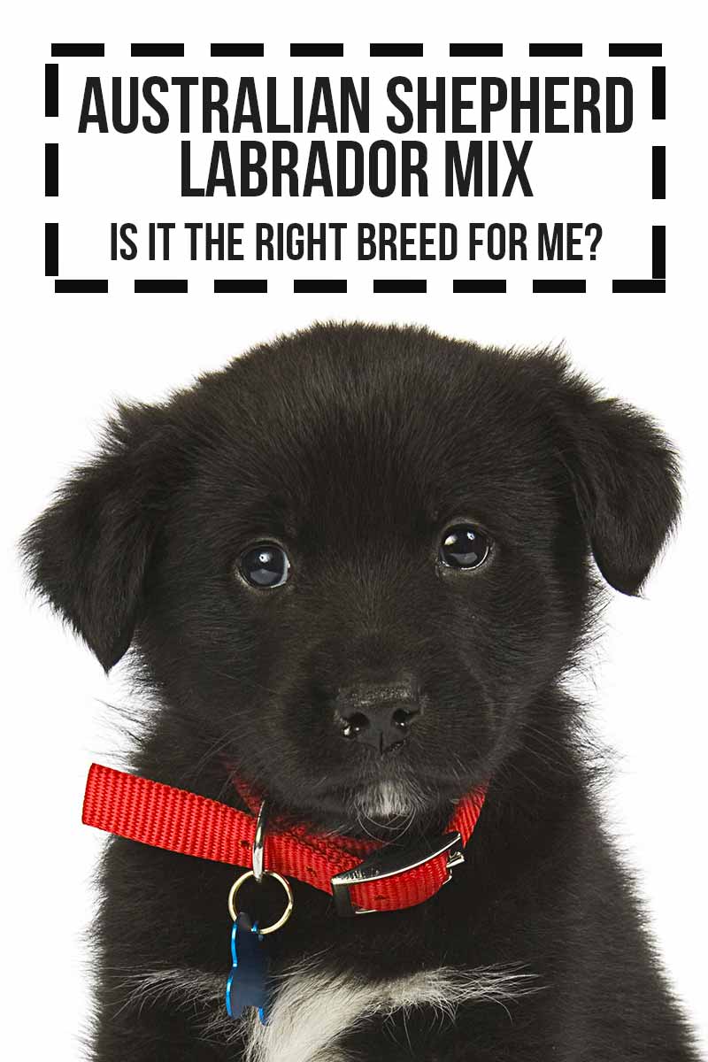 Australian Shepherd Lab Mix A Complete Guide To The Aussiedor Dog