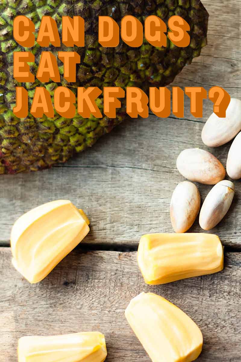 is jackfruit okay for dogs