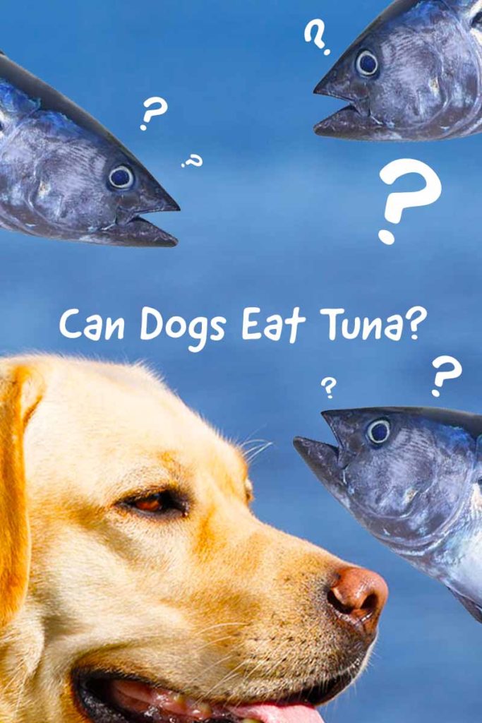 can-dogs-eat-tuna-fish-is-tuna-good-for-dogs