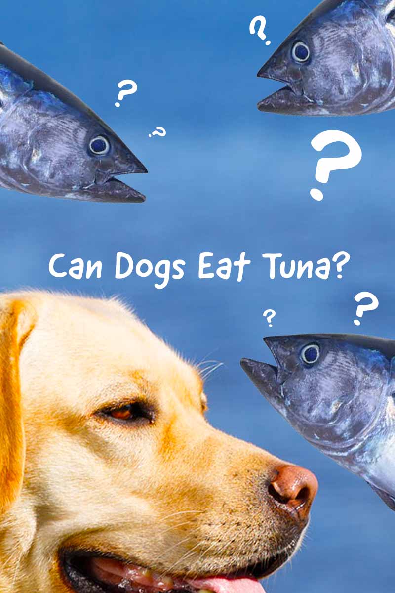 can dogs eat tuna packed in oil