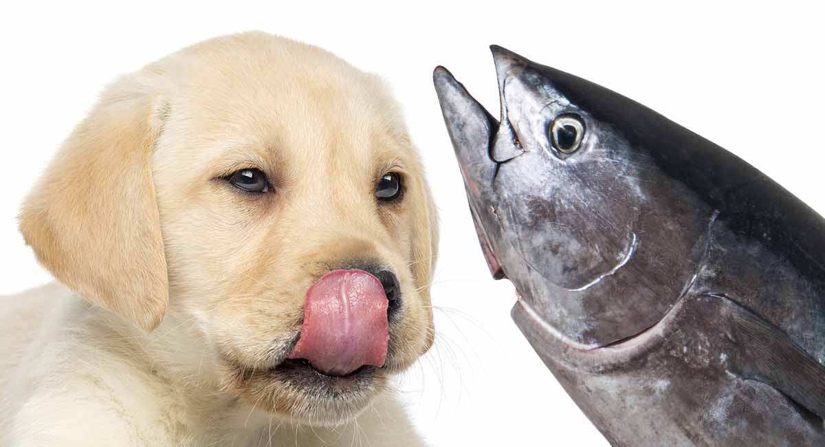 my dog ate fish food