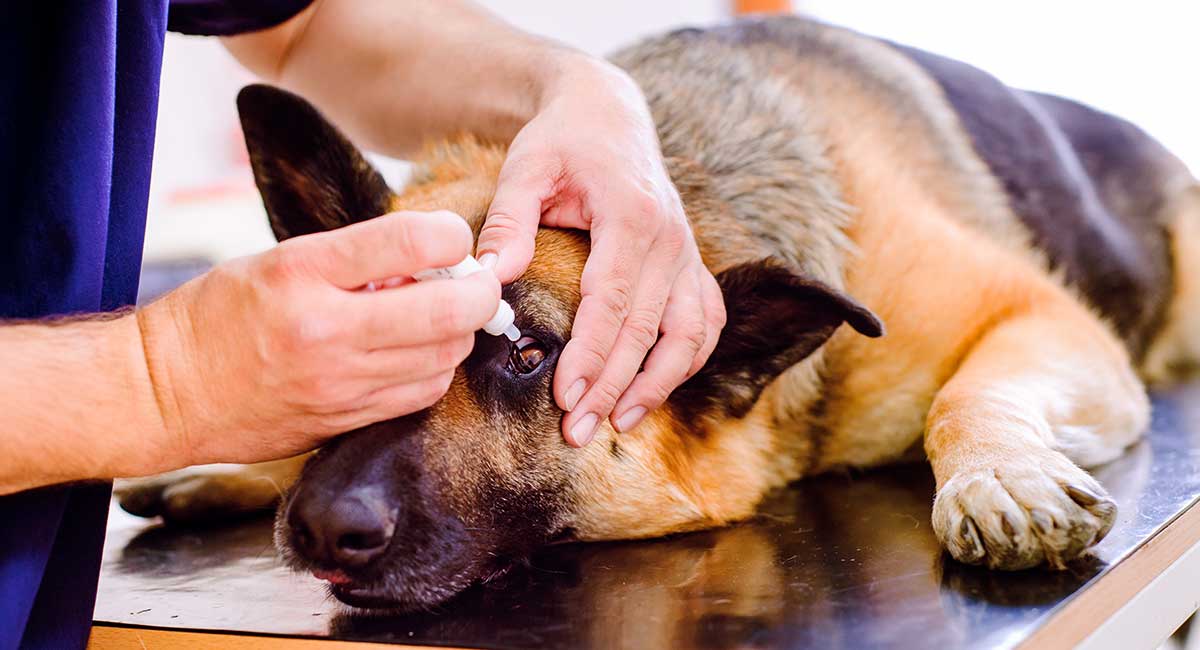 Over The Counter Conjunctivitis For Dogs Dopi