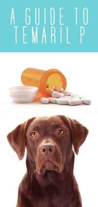 Temaril P For Dogs - A Complete Guide To Your Dog's Prescribed Drug