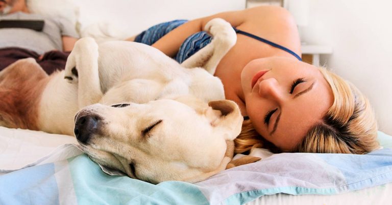 dog sleeping in bed