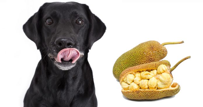 can dogs eat jackfruit