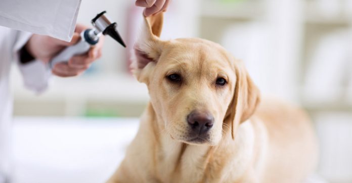 dog ear cleaner