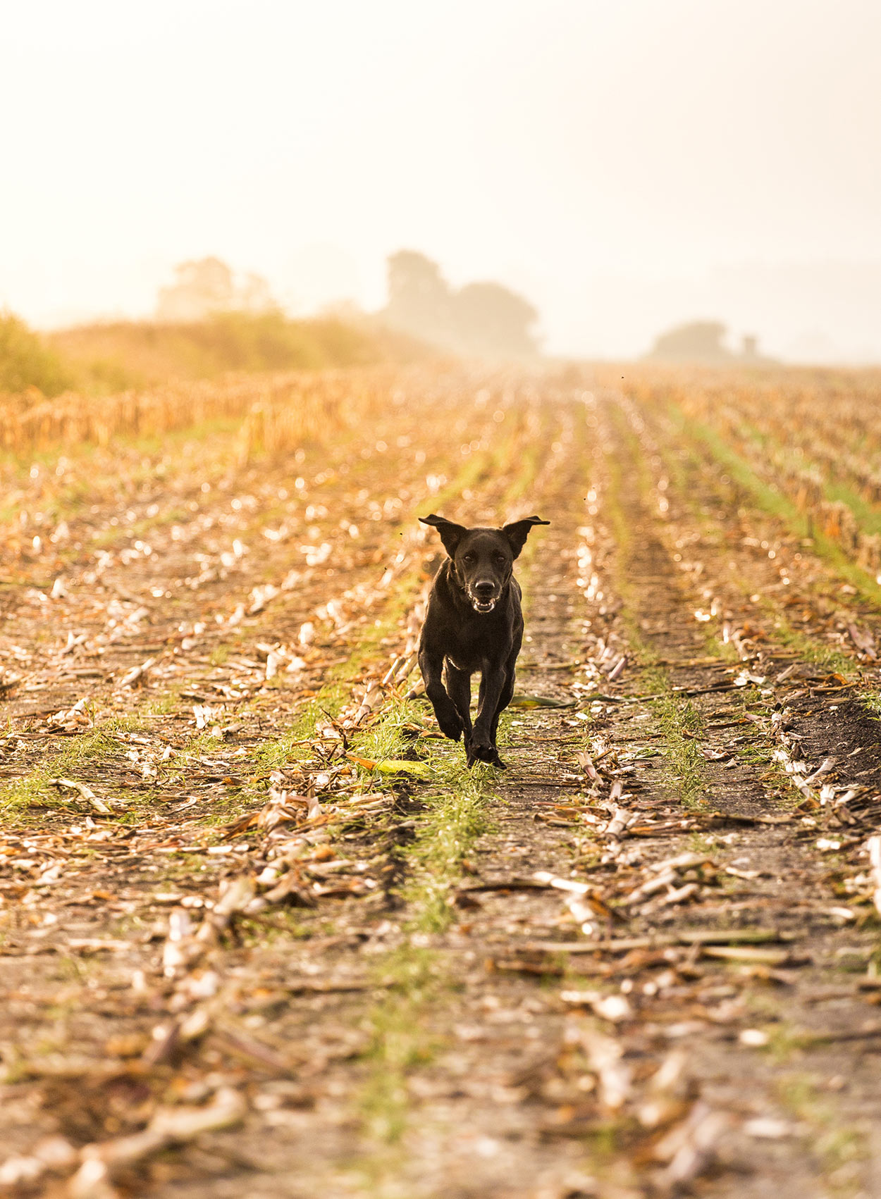 what are some good hunting dog names