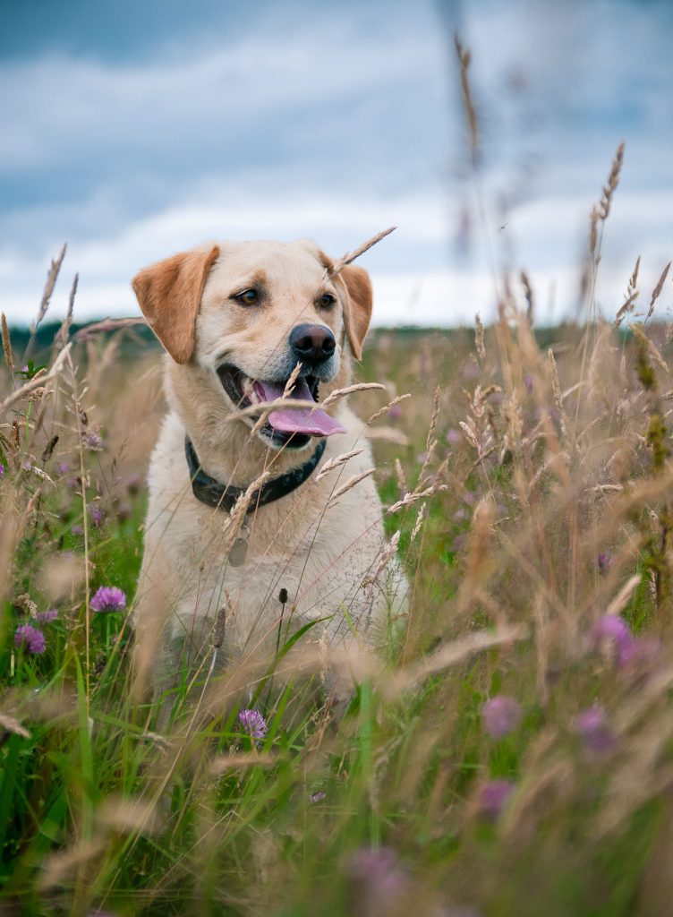 180-ideas-for-choosing-the-best-hunting-dog-names