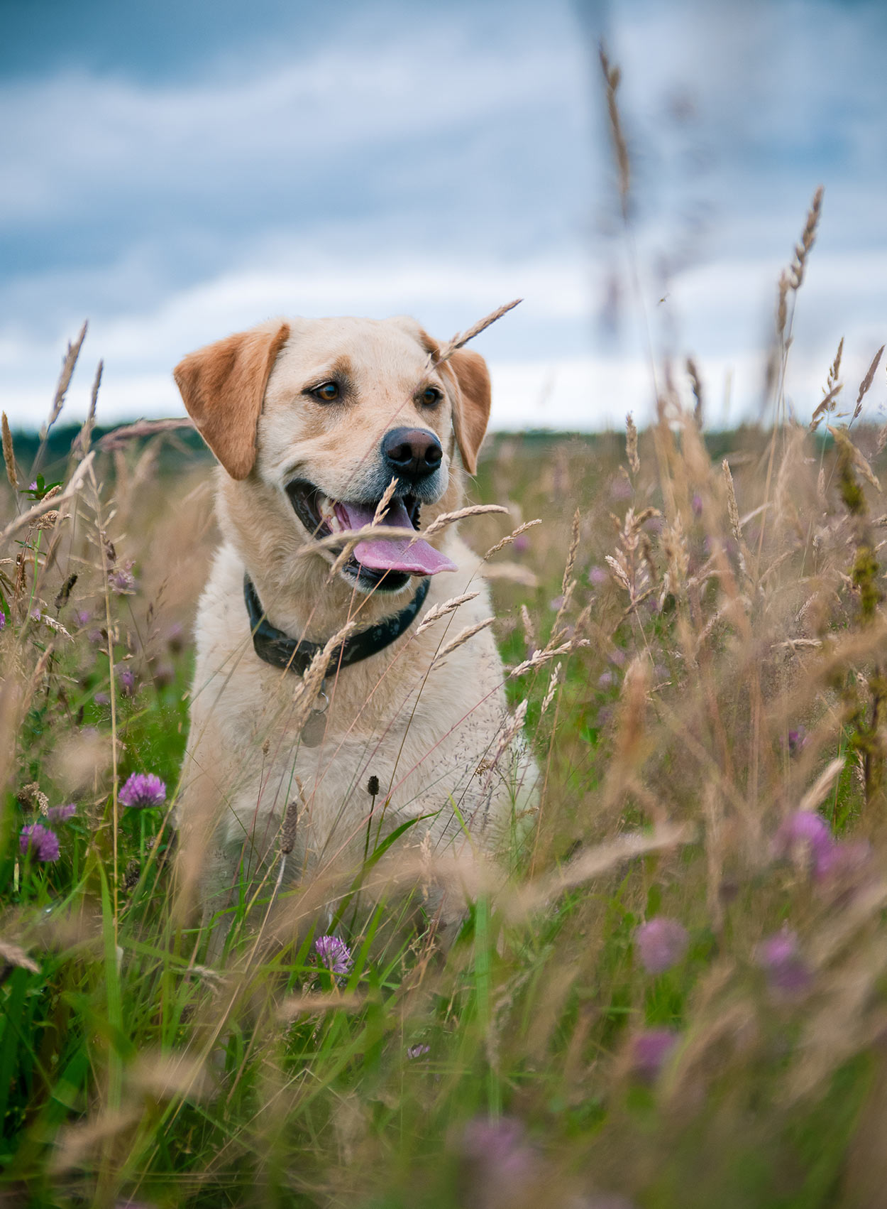 which is a better hunting dog male or female