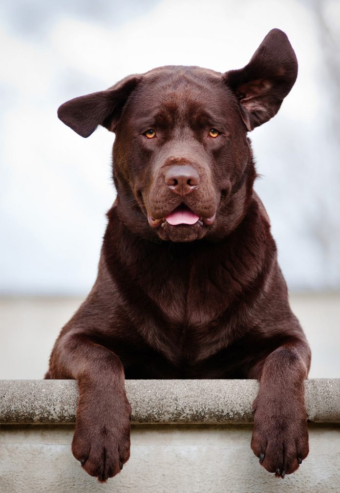 Hydrogen Peroxide For Dogs Ears, Wounds, Tear Stains Or Inducing Vomit