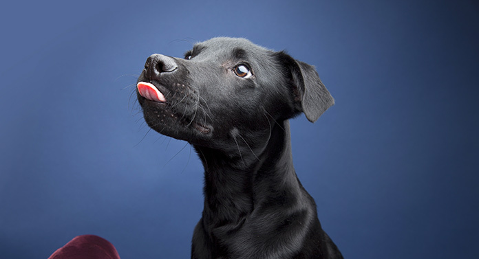 Lab Hound Mix A Complete Guide To Labrador Hound Mix Breed Dogs