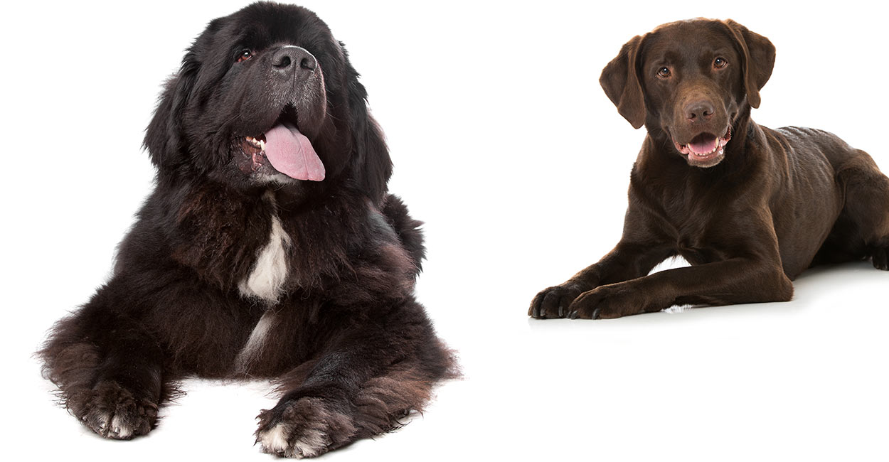 Newfoundland Dog Size Comparison Very Big Dog Newfoundland Dog